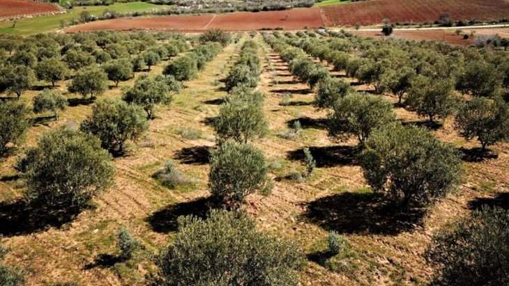 Bakanlık’tan zeytinlik açıklaması: Maden sahası için ağaçların kesilmesi söz konusu değil