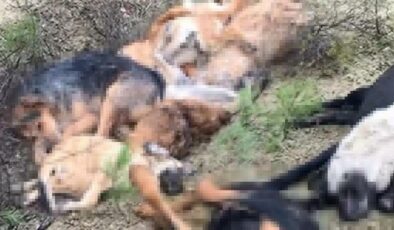 Bilecik’teki vahşet: 14 köpek ölü bulunmuştu! 4 şüpheli gözaltına alındı