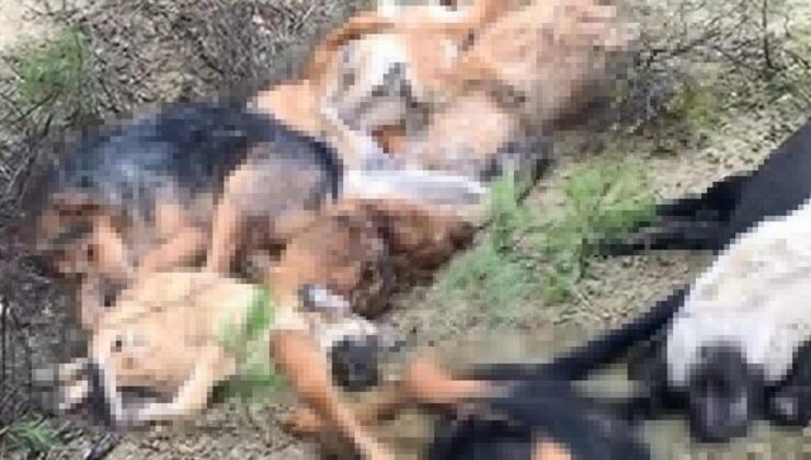 Bilecik’teki vahşet: 14 köpek ölü bulunmuştu! 4 şüpheli gözaltına alındı