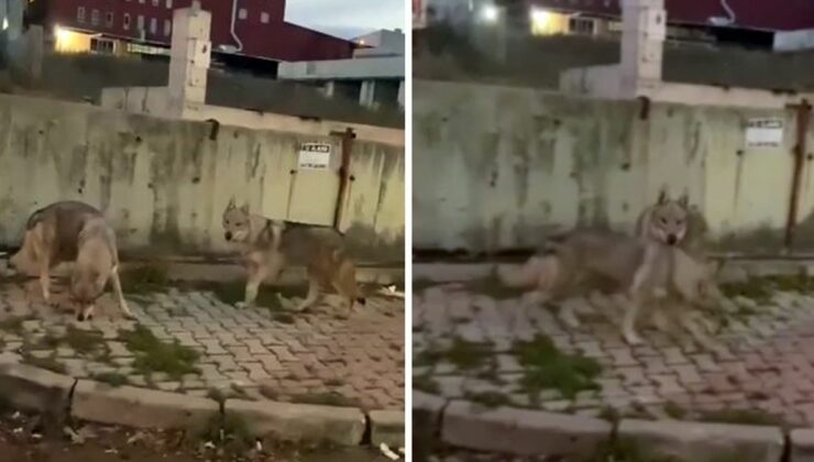 İstanbul’da aç kurtlar sokak arasında böyle görüntülendi