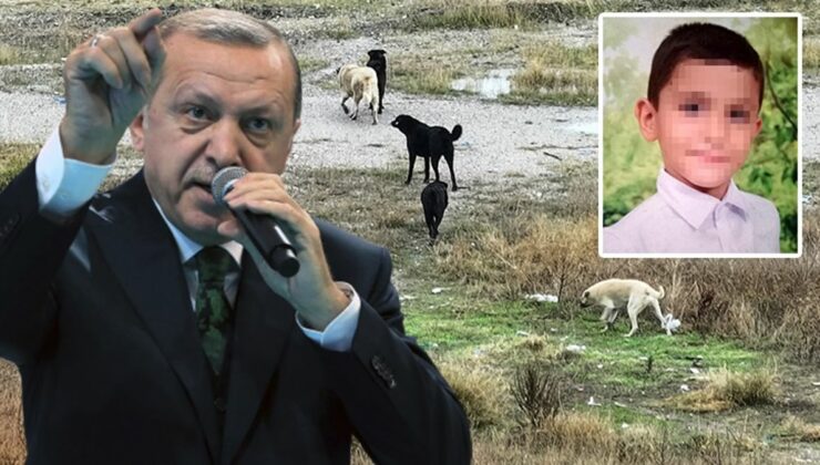 Ankara’daki vahşete sessiz kalamadı! Cumhurbaşkanı Erdoğan’dan sokak köpekleri mesajı: Bu sorunu mutlaka çözeceğiz